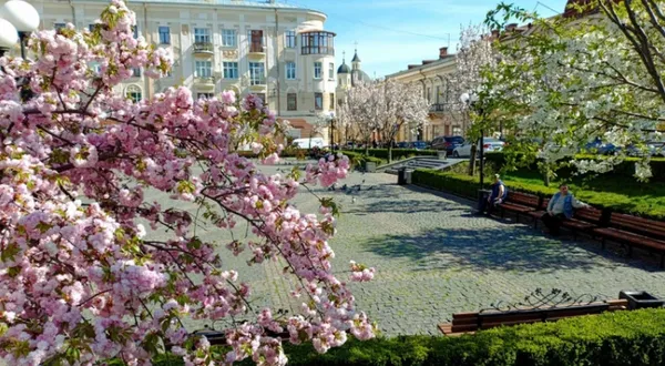 Загалом у Чернівцях росте близько 100 сакур