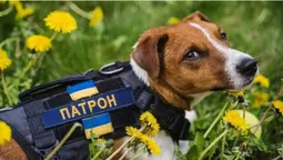 Про легендарного пса Патрона створили мультсеріал: про що перша серія