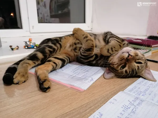 Затишок у домі чи коти