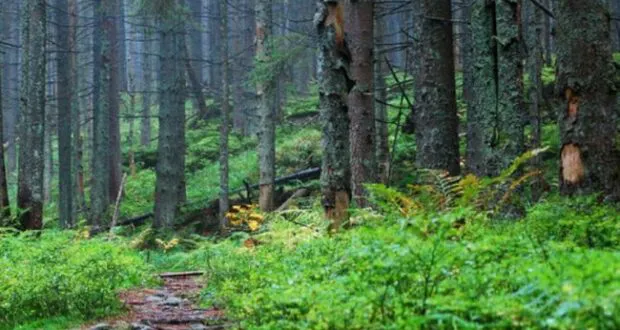 Дослідження: рівненські ліси можуть зникнути за 30 років