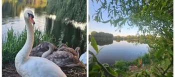 Золотий світанок і пернате сімейство: у Луцьку показали ранкову красу Теремнівських ставків