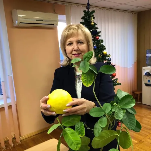 Волинянка виростила на підвіконні гігантський лимон (фото)