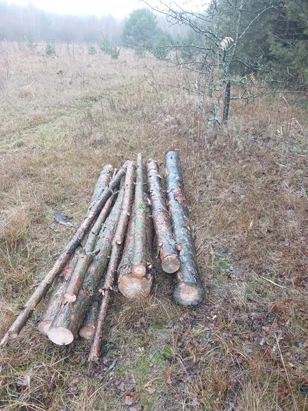 У Шацьку спіймали чоловіка з повною машиною незаконно вирубаної деревини (фото)