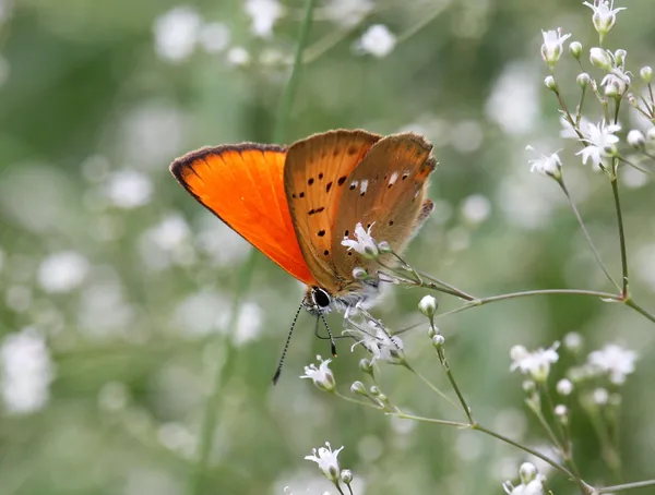 Дукачик обочень (Lycaena virgaureae)