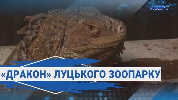Як у Луцькому зоопарку живе символ 2024 року – зелений «дракон» (відео)