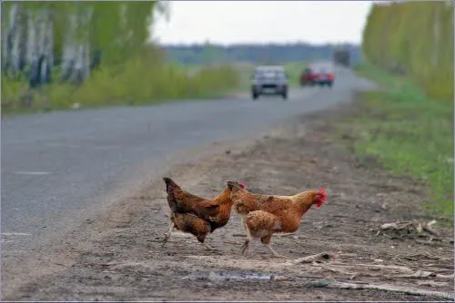 #Сім_сорок. Обережно! Кури на дорозі!