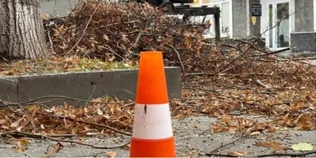 У Луцьку зрізають сухі дерева: куди потім дівається деревина і кому її віддають (фото)
