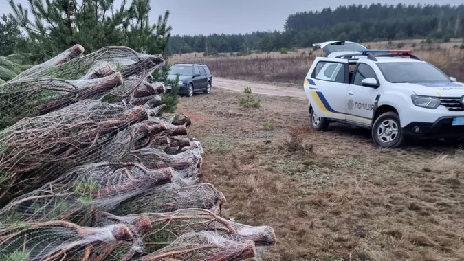 Десятки новорічних ялинок у сітках: на Волині виявили незаконну рубку дерев