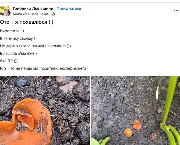 На Львівщині жінка вирощує рідкісні лісові гриби просто у квітнику (фото)