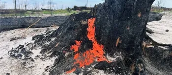 Вогонь на дереві: на Поліссі знайшли незвичайний гриб, який оживає після полум'я (фото)