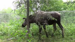 На Волині лось-самогубець з воротами на шиї намагався перестрибнути через паркан (фото 18+)
