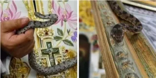 Змії щороку приходять до храму: у Греції на Успіння відбувається загадкове явище (фото)