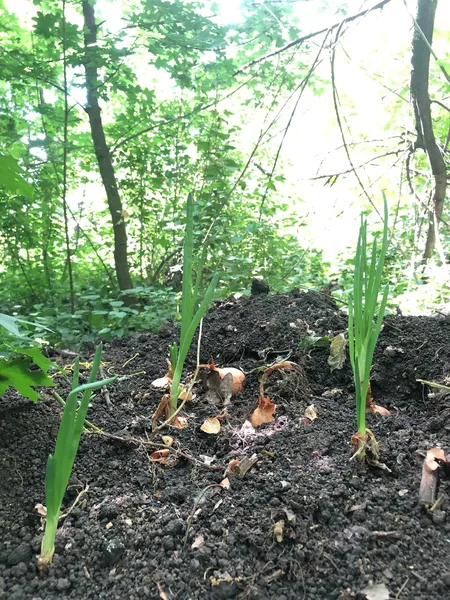 Військовий із Луцька виростив на фронті цибулю (фото)