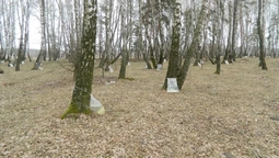 У Колківському лісгоспі  планують зібрати 100 тонн березового соку