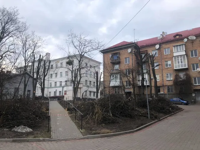 У Луцьку знову «по-варварськи» кронують дерева (фотофакт)