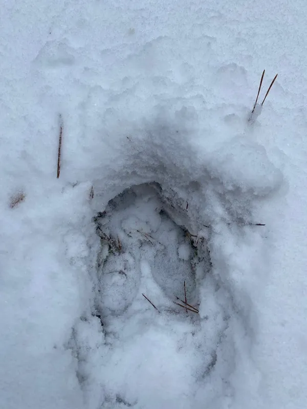 Хижаків побільшало: які тварини водяться у Шацькому нацпарку (фото)