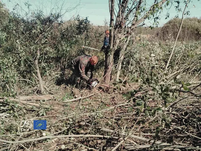 На Волині у нацпарку розчищають болото від чагарників, щоб врятувати рідкісних птахів