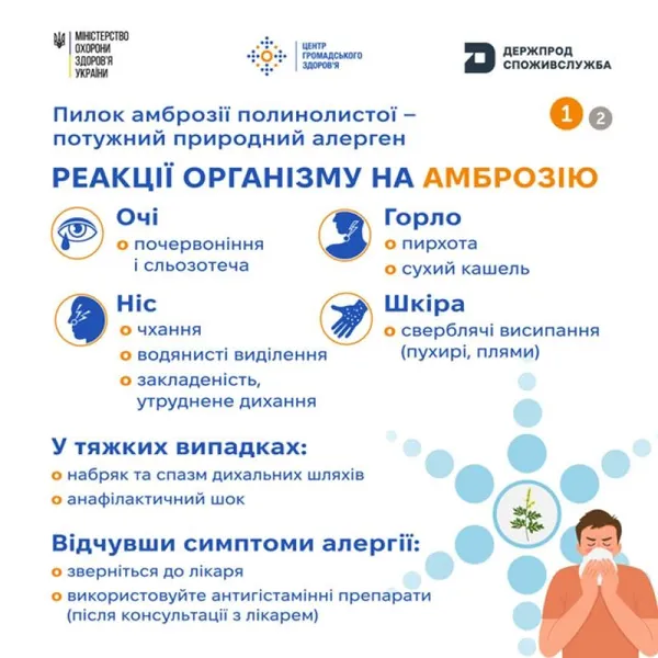 Почався сезон цвітіння амброзії: як уберегтися від одного з найсильніших природних алергенів