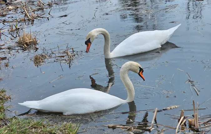 🦢«Лебеді кохання» оселилися у центральному парку Луцька (фото)