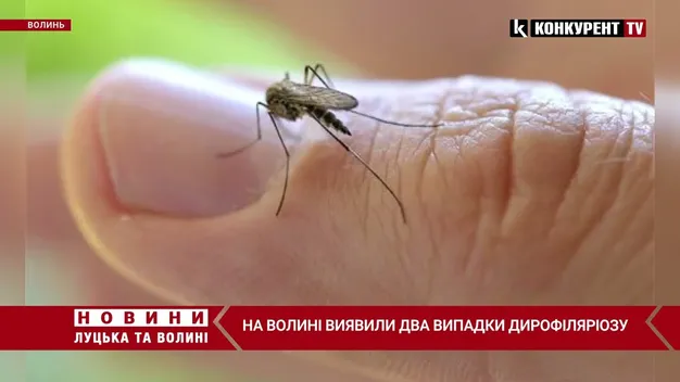 На Волині виявили два випадки небезпечного захворювання, яке переносять комарі (відео)