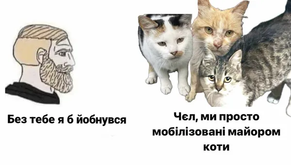 Мережу замилував новий мемний кіт Сирський: хто він такий і до чого тут Волинь