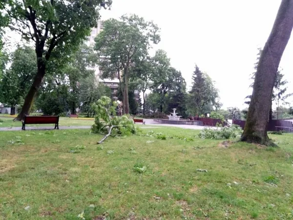 Негода повалила у місті дерева