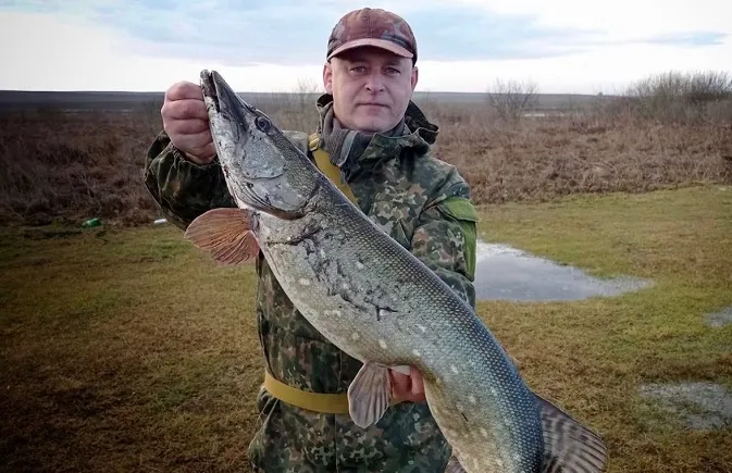 В мережі обговорюють зловлену волинянином щуку-гіганта (фото)