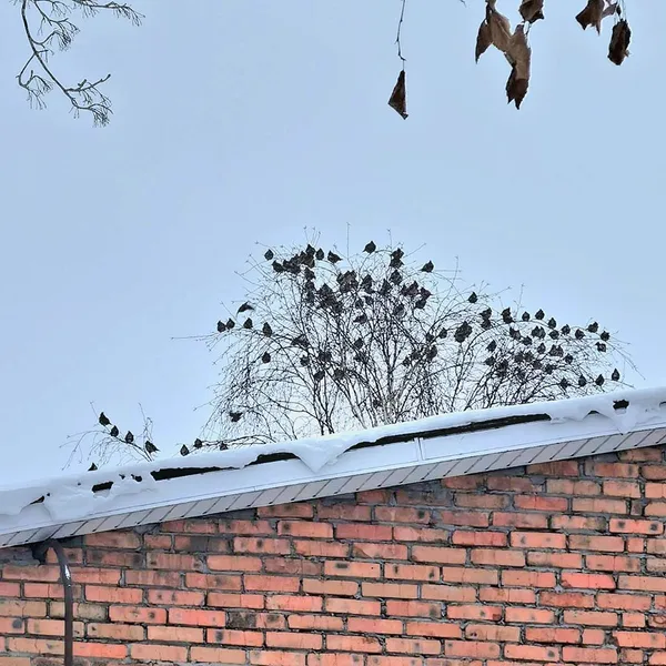 У нацпарку на Волині зафіксували рекордну кількість омелюхів