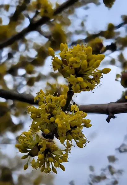 Їжачки, грибочки та квіти: якою є весна у нацпарку на Волині (фото)