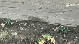 У Луцьку серед аномально теплої зими розквітли підсніжники (фото)