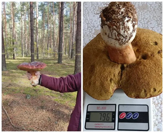 На Волині знайшли велетенського королівського боровика