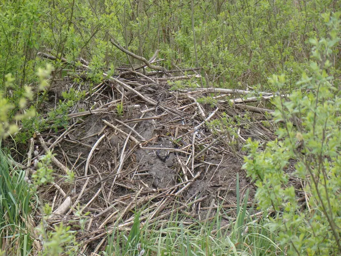 У нацпарку на Волині порахували хатинки бобрів