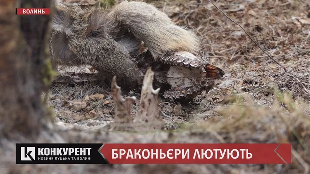 Розкидані кістки та шкіра: на Волині лютують браконьєри (відео 18 +)