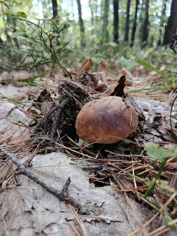 Після дощів у лісі біля Луцька рясно вродили молоді білі гриби (фото)
