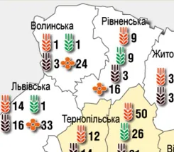 Посівна карта: скільки на Волині засіяли озимих сільськогосподарських культур