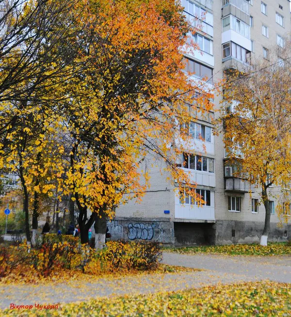 Луцький фотохудожник показав «останнє золото осені»