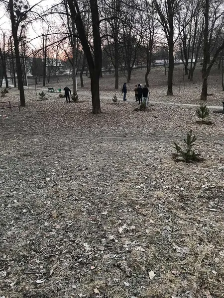 У Нововолинську молодиків, які знищили сосну в парку, змусили посадити 15 таких самих
