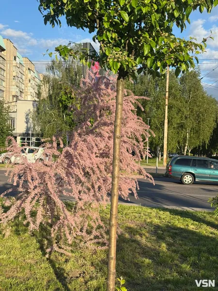У Луцьку розквітло «боже дерево» (фото)