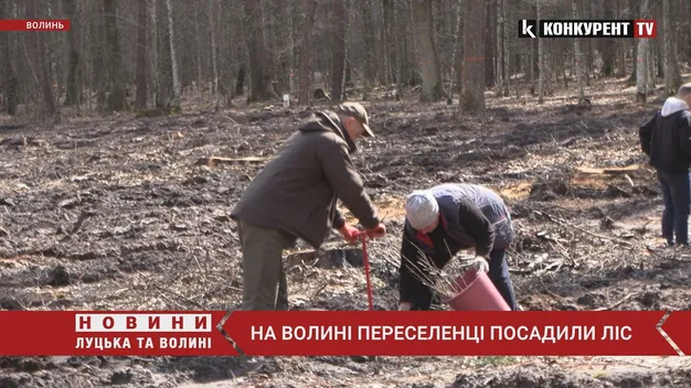 Три тисячі дерев: на Волині переселенці висадили молодий ліс (відео)