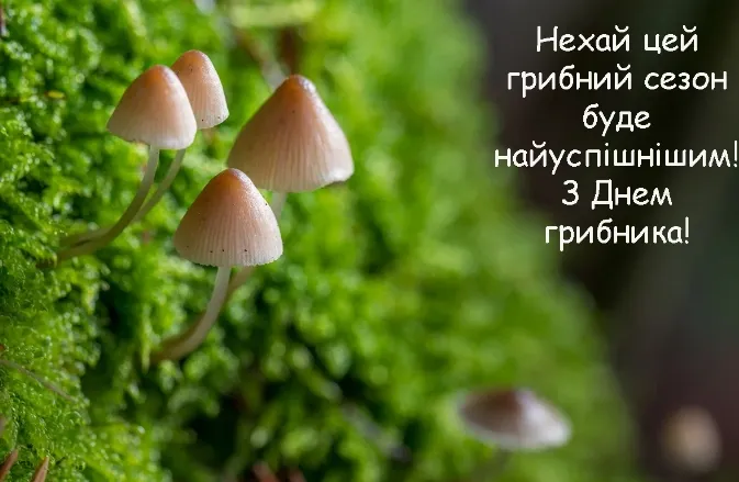 3 жовтня – День грибника: найкращі листівки та теплі привітання