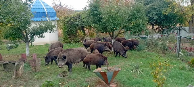 На подвір’ї волинянки серед білого дня господарювали дикі кабани із поросятами (фото)