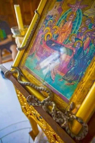 Змії щороку приходять до храму: у Греції на Успіння відбувається загадкове явище (фото)