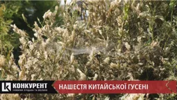Китайська гусінь знищує кущі самшиту по всьому Луцьку (відео)
