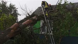 На Волині здоровенне дерево впало на дах будинку (фото)