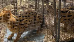 Пухнасті і хижі: що відомо про нових «котиків» Луцького зоопарку