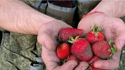 Російські окупанти наймаються до українців на збір полуниці (відео)