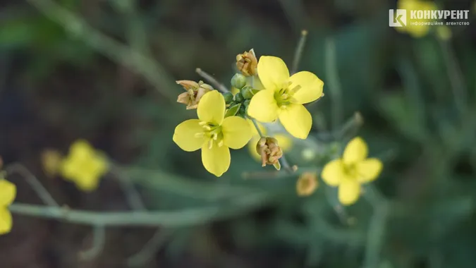Квіти, песики, каштани: Дубнівська у Луцьку восени (фото)