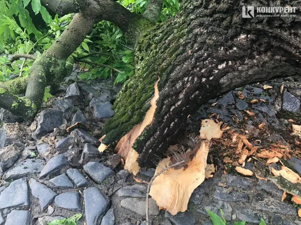 У Луцьку негода знищила Лесин ясен (фото, відео)