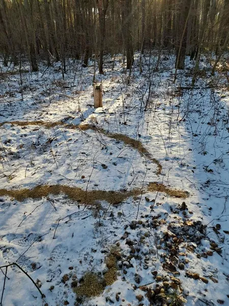 Сіно, віники, картопля, солонці: у нацпарку на Волині підгодовують диких тварин (фото)