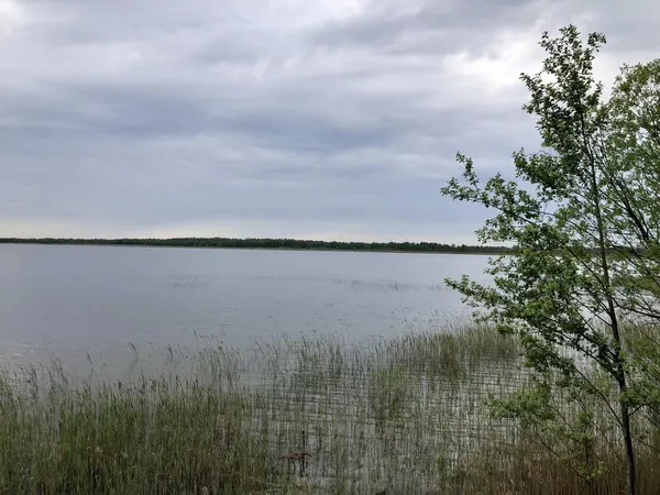 Не всі знають про нього: на Волині заховалося чарівне місце з гігантськими гніздами та озером серед лісу (фото)